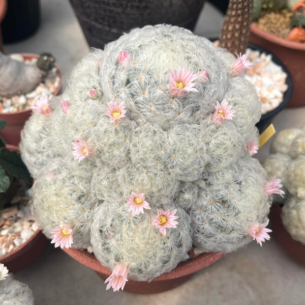 Mammillaria plumusa