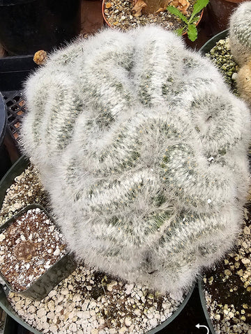 Crested Mammillaria Baumii