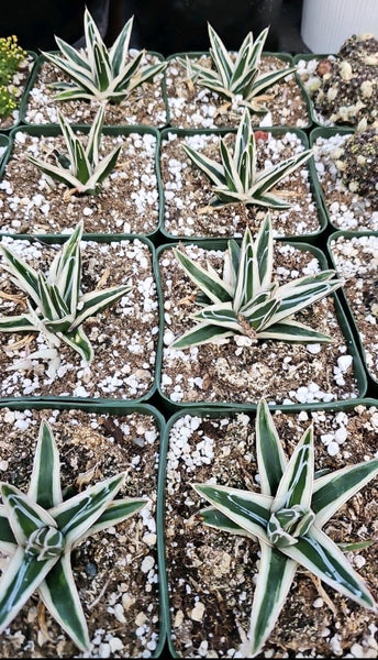 Agave white Rhino 5"