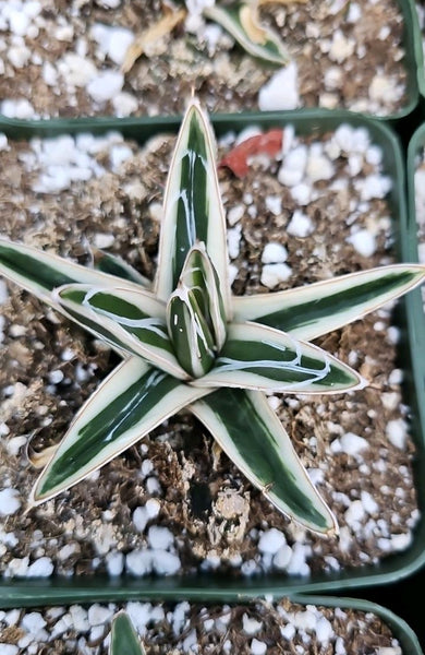 Agave white Rhino 5"