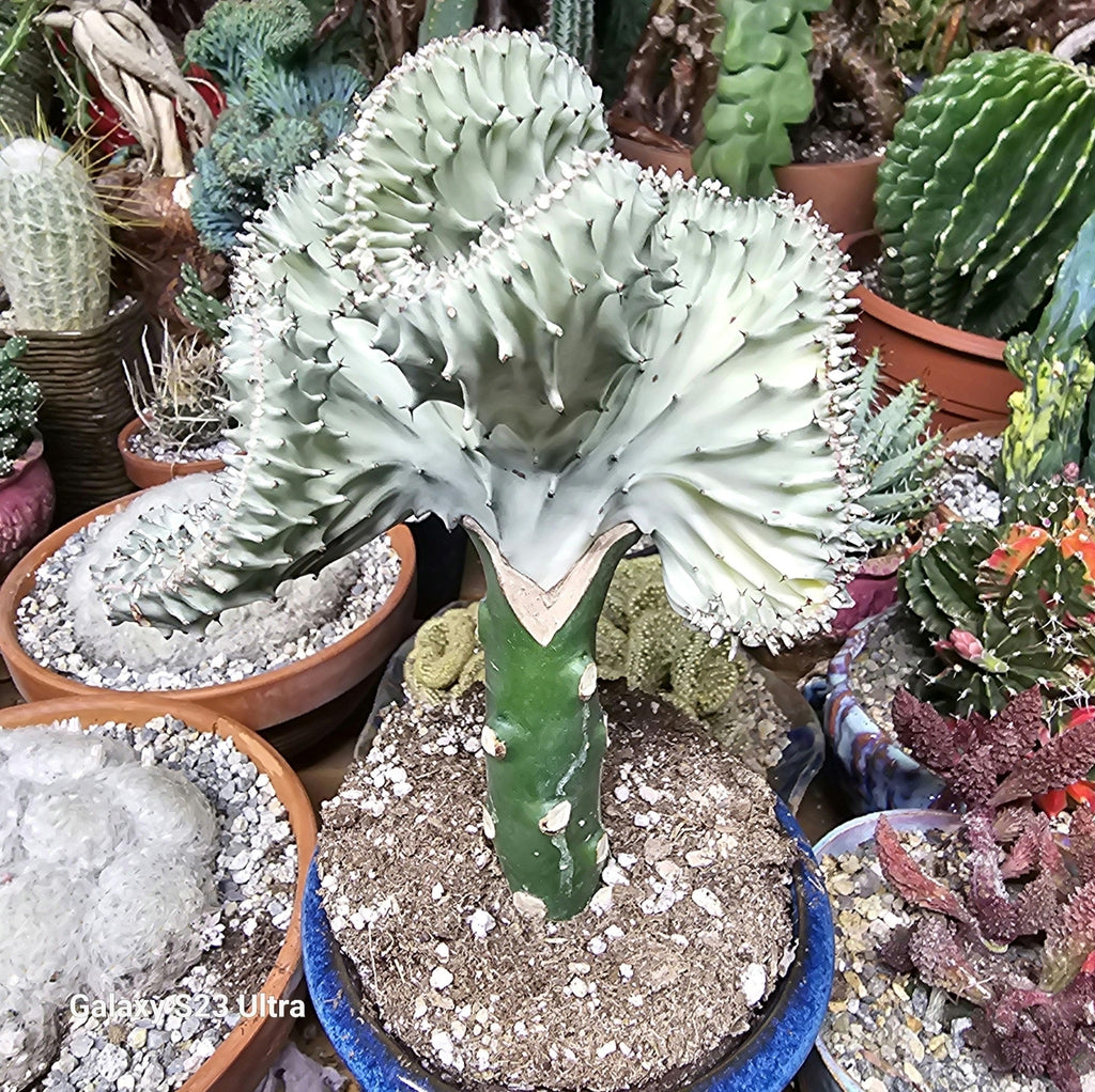 mermaid tail succulent for sale near me Euphorbia lactea, Mermaid Tail, Coral Cactus – AceMegaSucculents