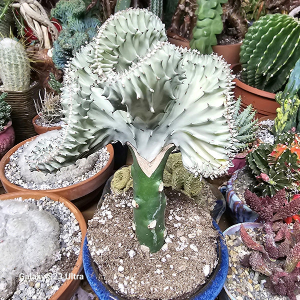 Euphorbia lactea, Mermaid Tail, Coral Cactus