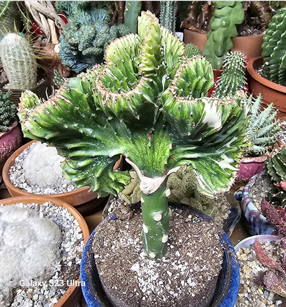 Euphorbia lactea, Mermaid Tail, Coral Cactus