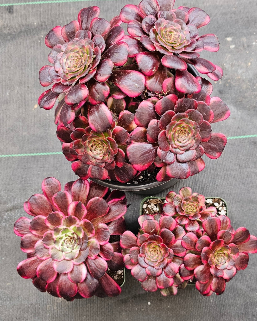 black king succulent Aeonium Black Kingkong – AceMegaSucculents