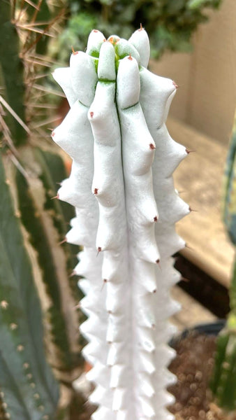 Stenocereus beneckei | Rare Cactus