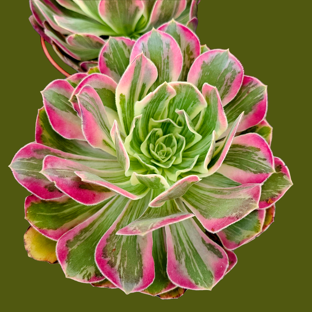 Aeonium wedding dress