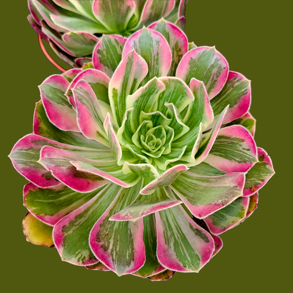 Aeonium wedding dress