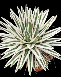 Agave white Rhino 5"