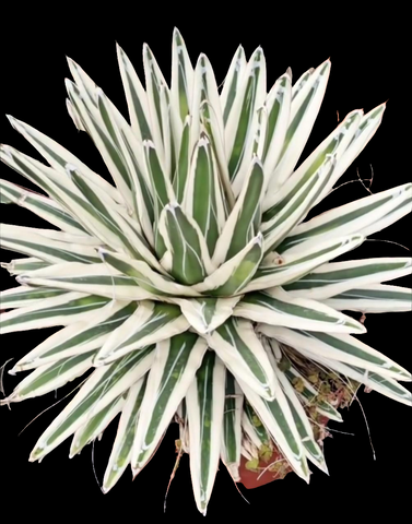 Agave white Rhino 5"