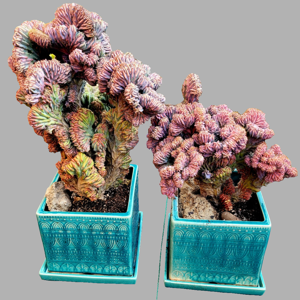 Myrtillocactus Geometrizans Cristata elite – AceMegaSucculents