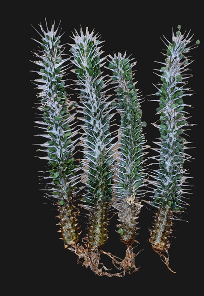 Alluaudia montagnacii