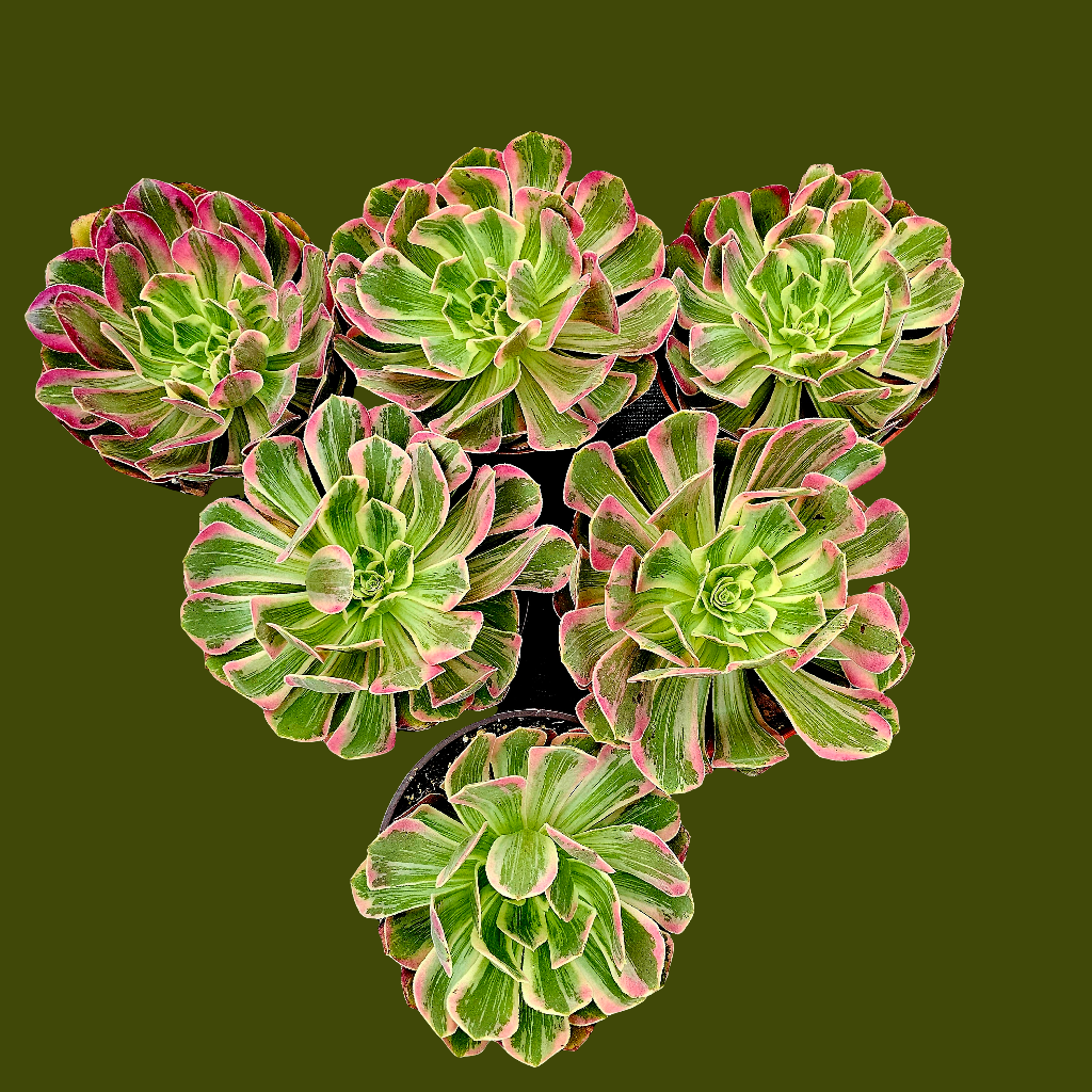 Aeonium wedding dress AceMegaSucculents Aeonium wedding dress AceMegaSucculents