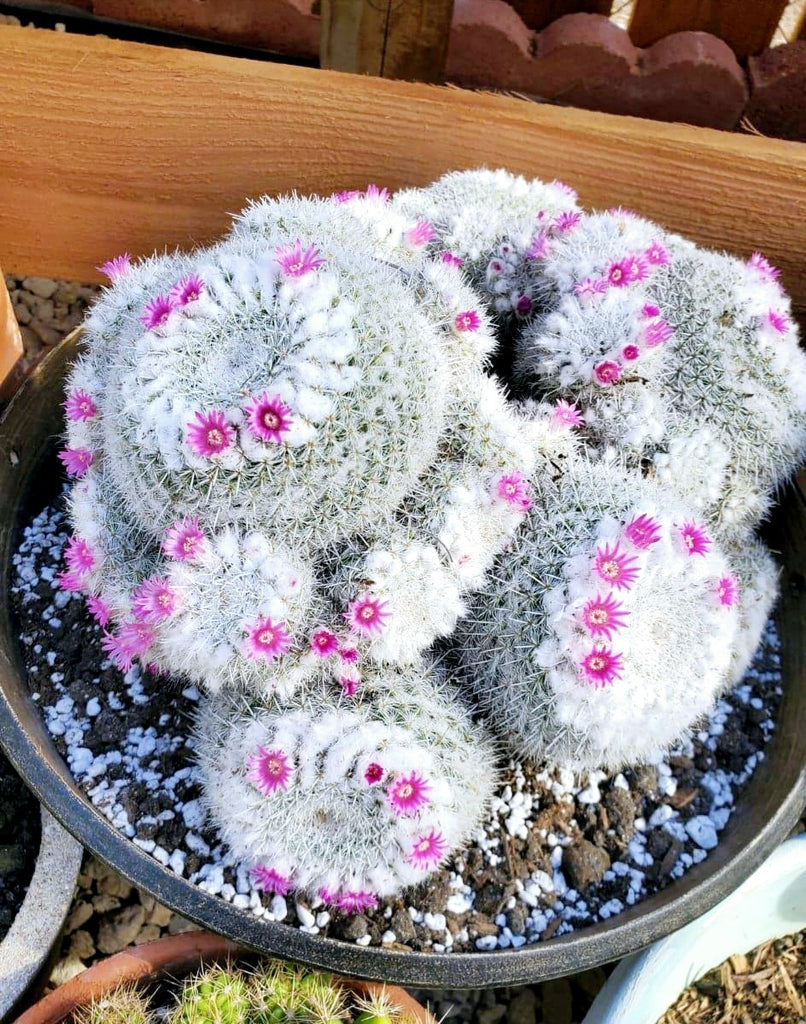 clumping succulents Mammillaria Senilis Clumping Cactus / Owl cactus – AceMegaSucculents