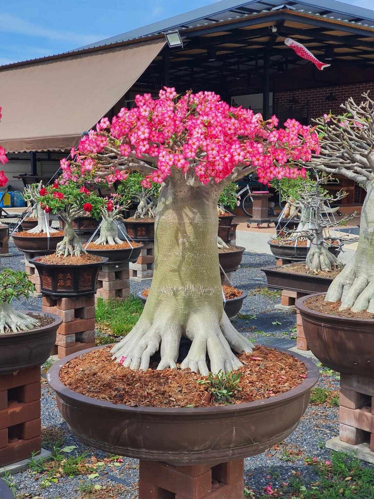 ADENIUM ARABICUM MIXED / ASSORTED 100 SEEDS #6 FRESH RARE NEW FREE - Foto 2