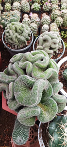 Brain cactus
