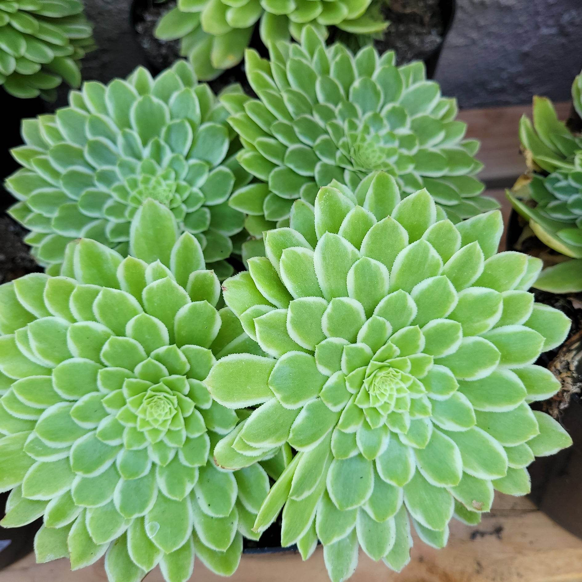emerald ice succulent Aeonium Emerald Ice – AceMegaSucculents