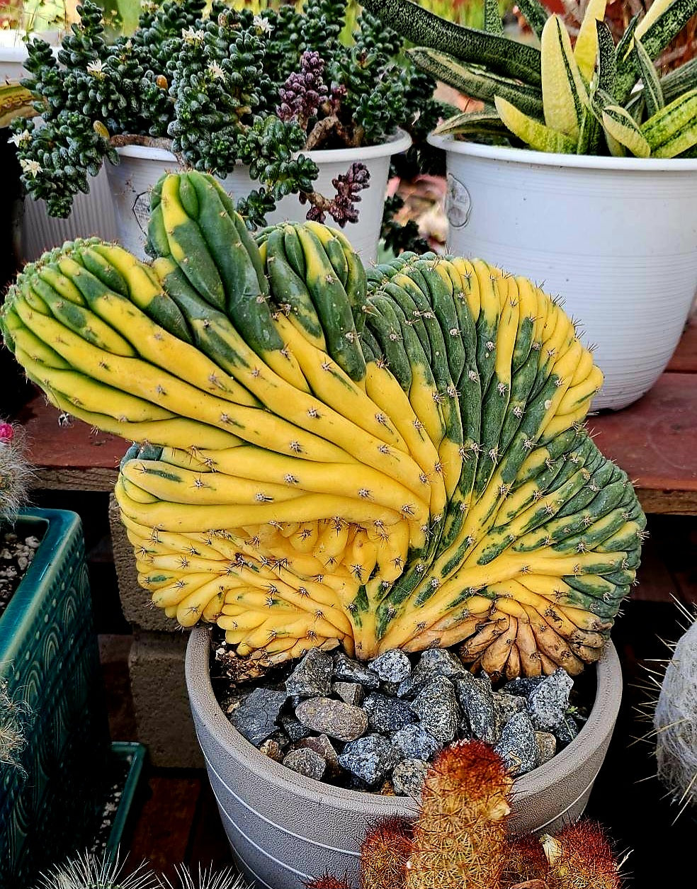 san pedro cactus price San Pedro Crested Cactus Variegated Rare Import – AceMegaSucculents