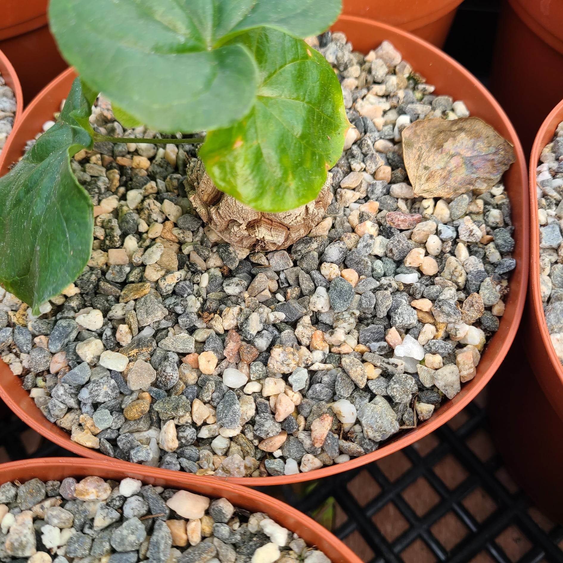 Dioscorea elephantipes – AceMegaSucculents