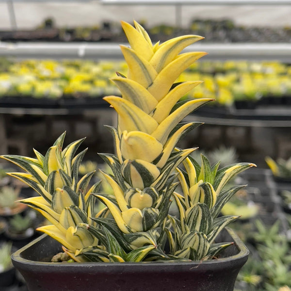 Haworthia Viscosa Variegated
