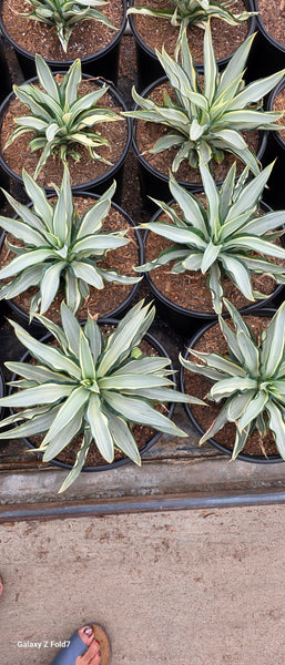 Agave Ivory Star 5gal