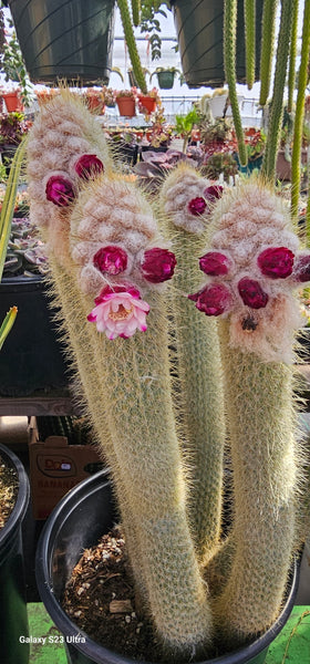 Rare micranthocereus purpureus cactus
(Cutting) 11-14