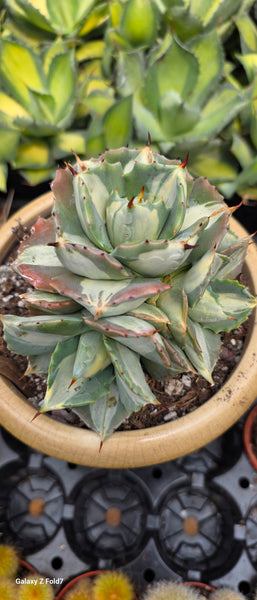Agave isthmensis Ohi Raijin Shiro Nakafu
