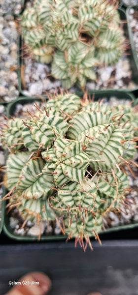 Euphorbia meloformis