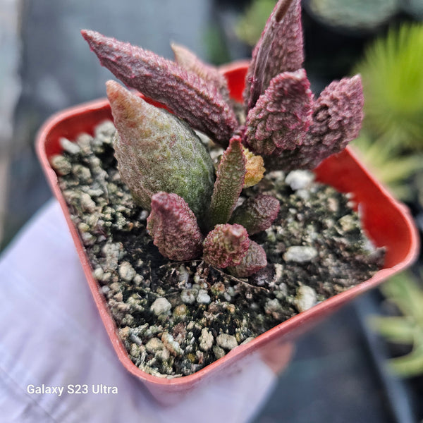 Adromischus marianae forma 'herrii'