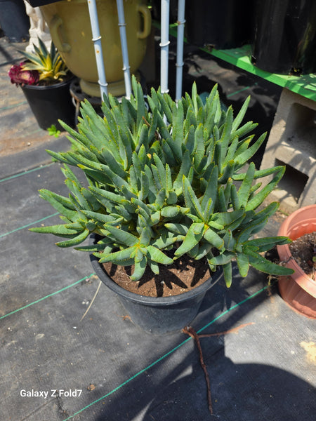 Aloe ramosissima 10gal