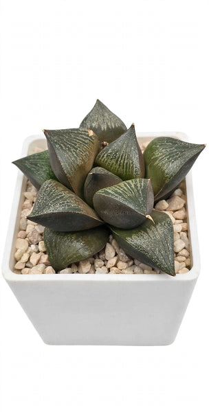 Hybrid Haworthia