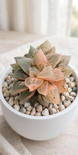 Hybrid Haworthia
