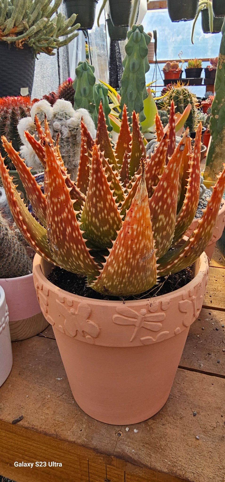 Aloe Apache