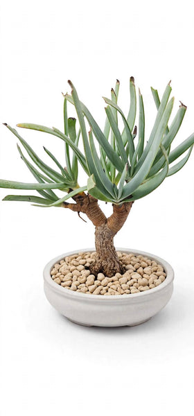 Fan-aloe (Kumara plicatilis Bonsai