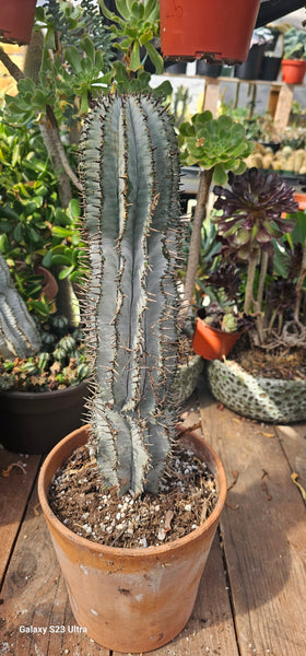 Hybrid Euphorbia Horrida