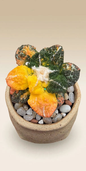 Ariocarpus fissuratus var. lloydii 'Godzilla' variegated (grafted)