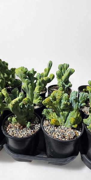 Hybrid Myrtillo Geometrizans