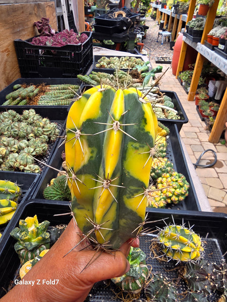 Lemaireocereus pruinosus variegated