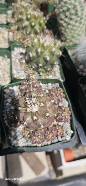 Copiapoa leonensis