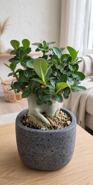 Adenium Godzilla obesum