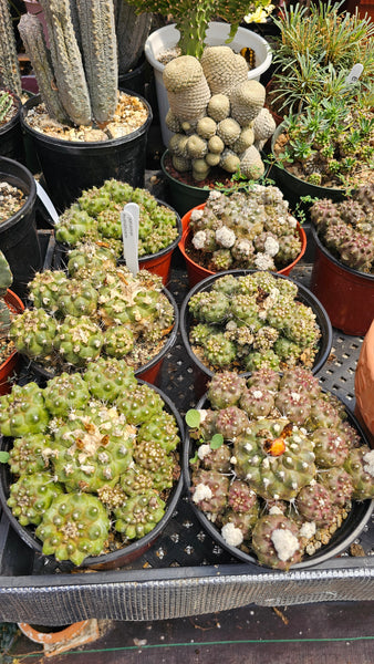 Copiapoa Humilis