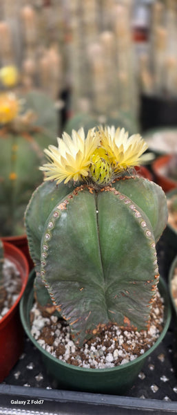 Astrophytum