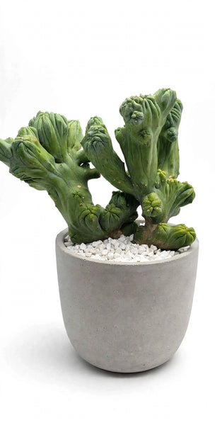 Hybrid Myrtillo Geometrizans
