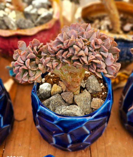 Cubic frost crested