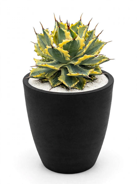 Agave Potatorum ikari raijin nishiki variagated
