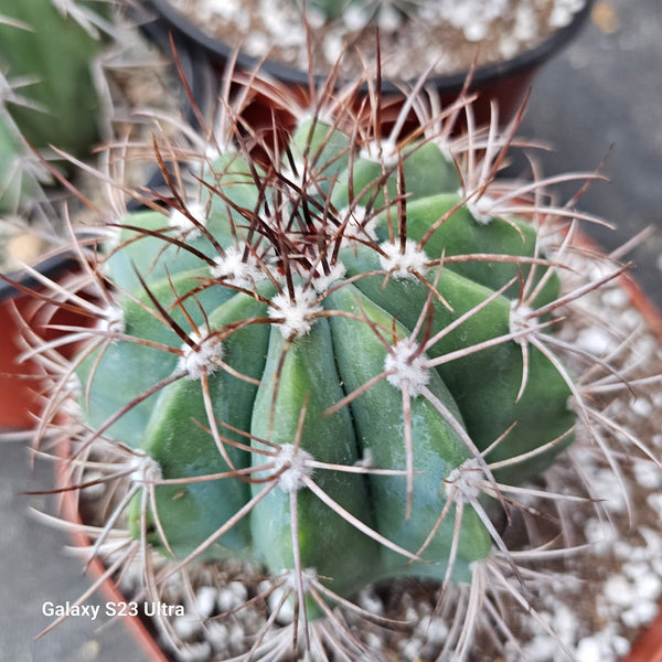 Melocactus Warasii