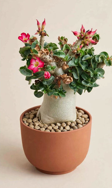 Adenium Godzilla obesum