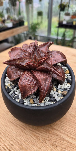 Rare Haworthia