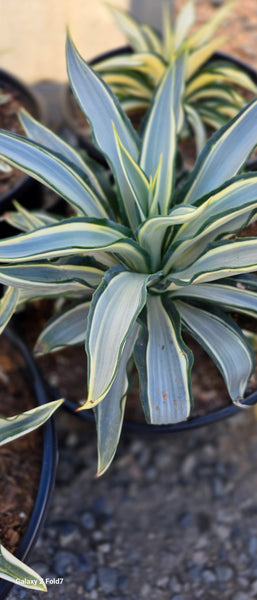 Agave Ivory Star 5gal