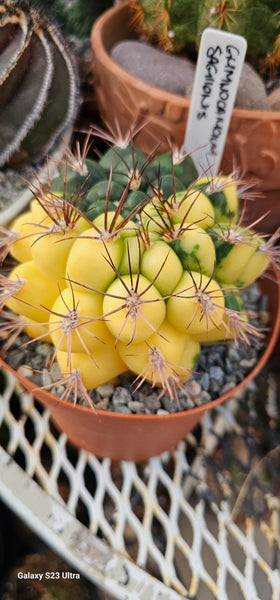 Gymnocalycium Saglionis Variegated 6"