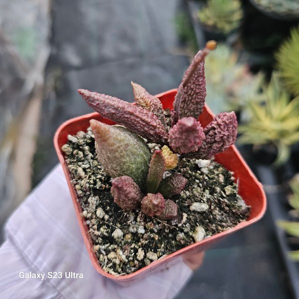 Adromischus marianae forma 'herrii'